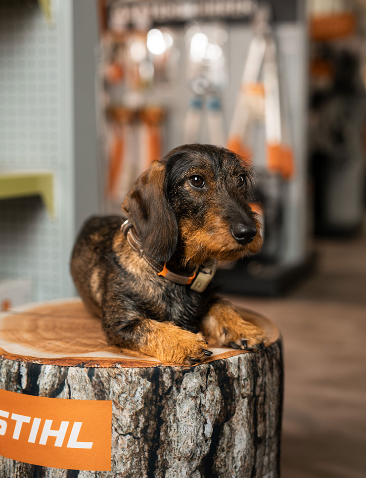 Resi vom Spechtshardt